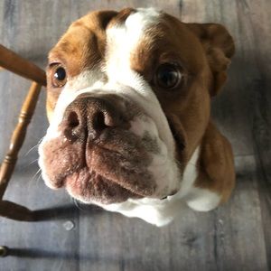 Meet your Posher, Mark